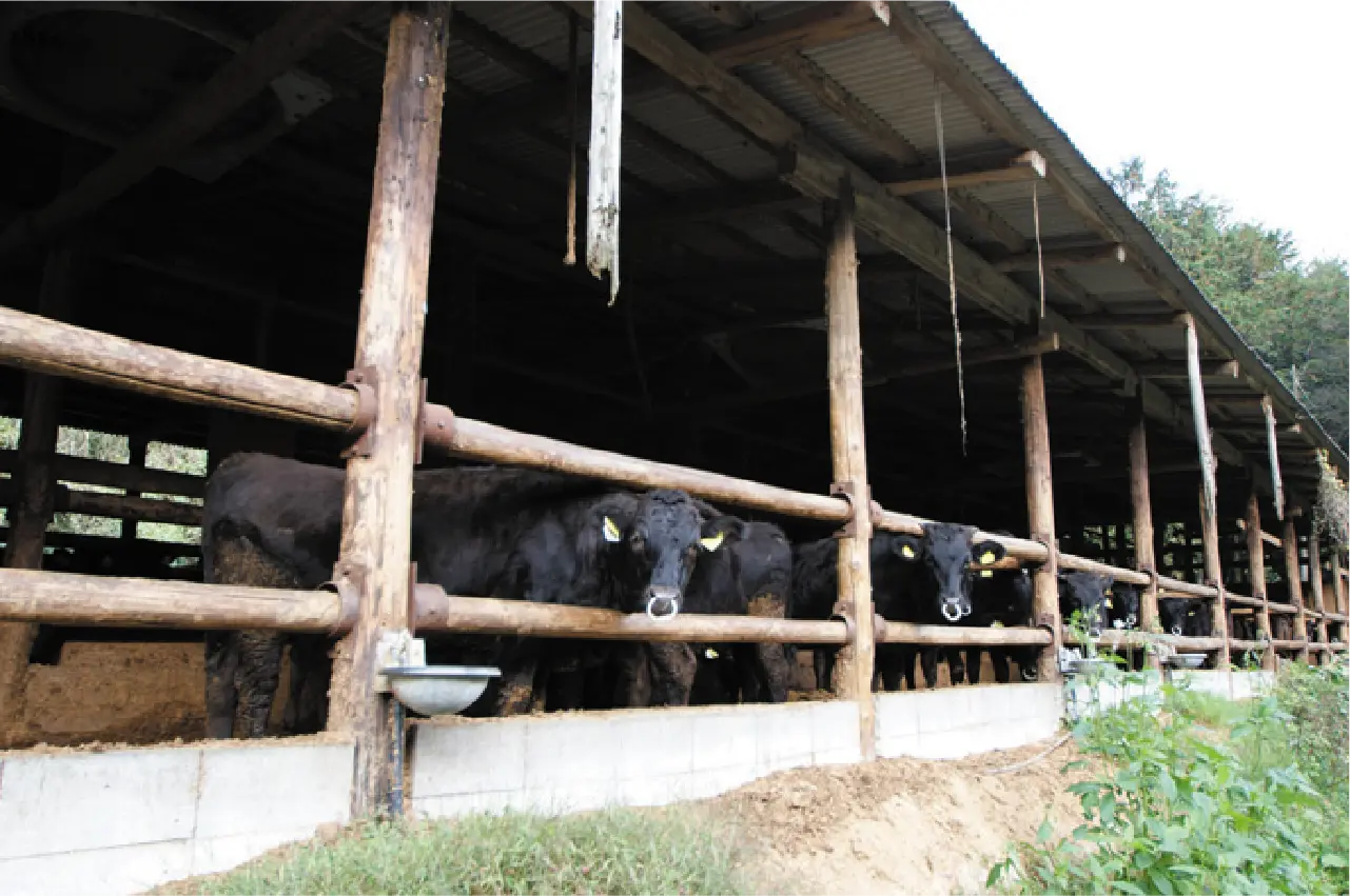 Matsusaka Beef delivered directly from the source