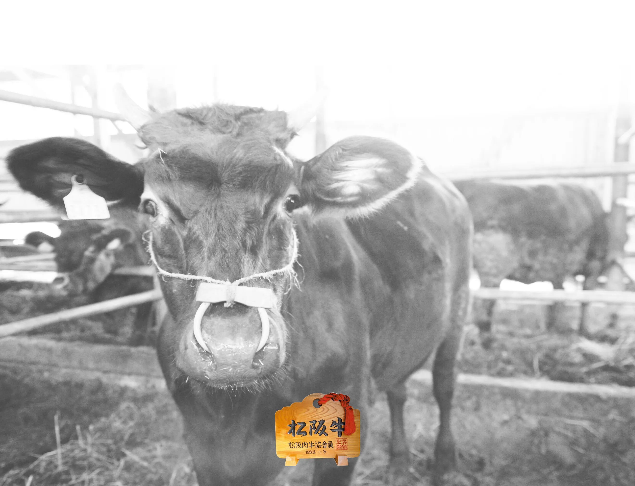 About Matsusaka Beef